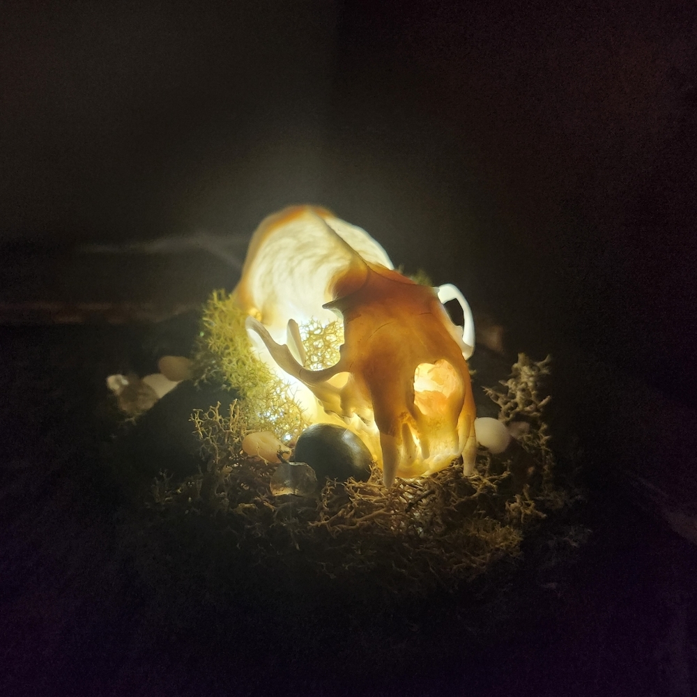Handmade mink skull nightlight
